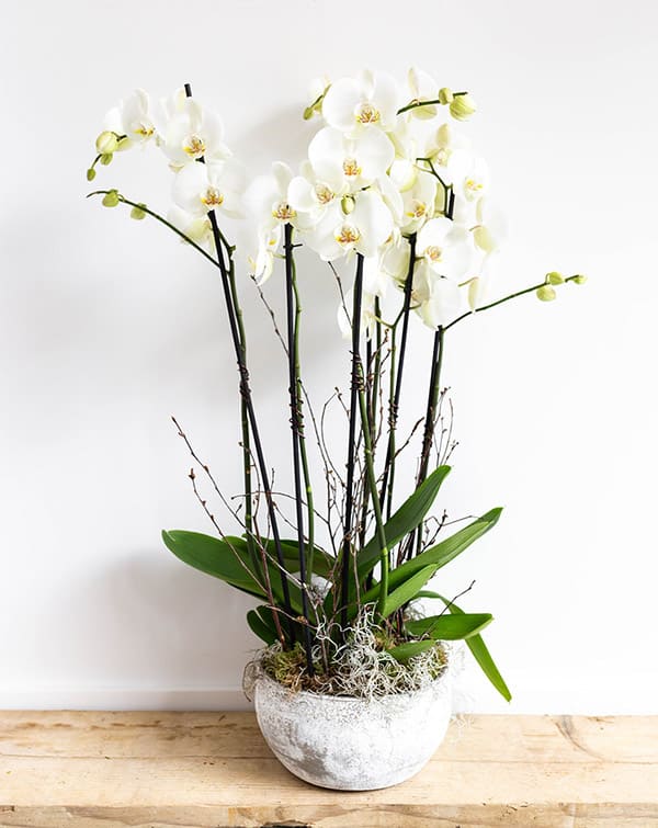 For the gift that keeps on giving Planted Orchids £145.00 Choose six stems of white Phaleanopsis orchids in a grey stone planter to delight your Mum this Mothering Sunday. 