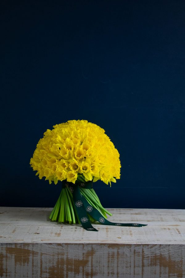 100 British Daffodils
