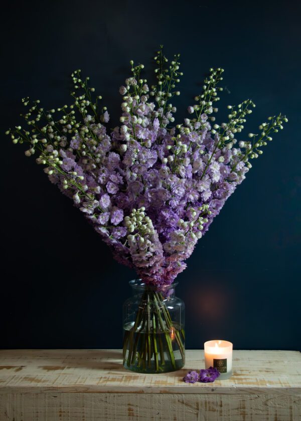 Delphinium Darling