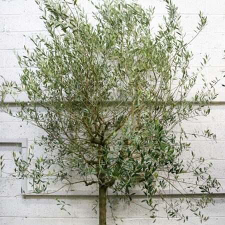 olive tree