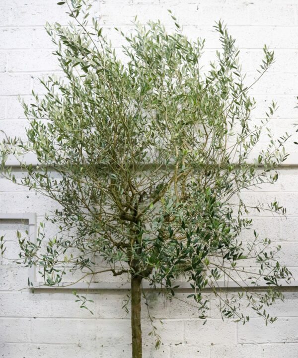 olive tree