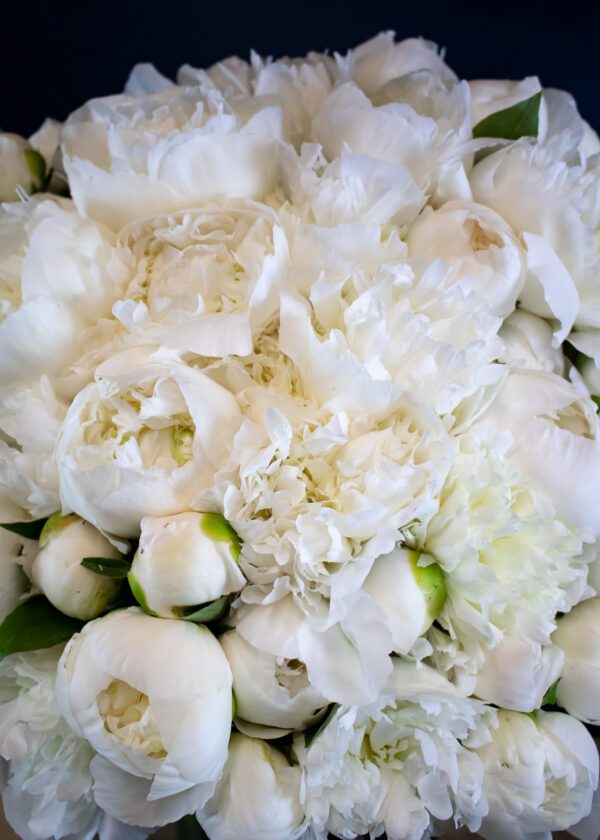Peony Passion