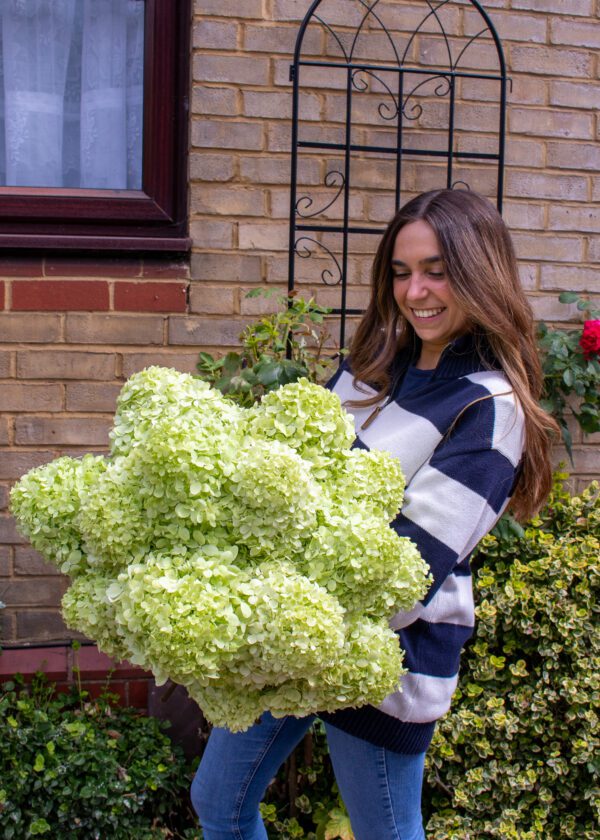 Hydrangea bouquet