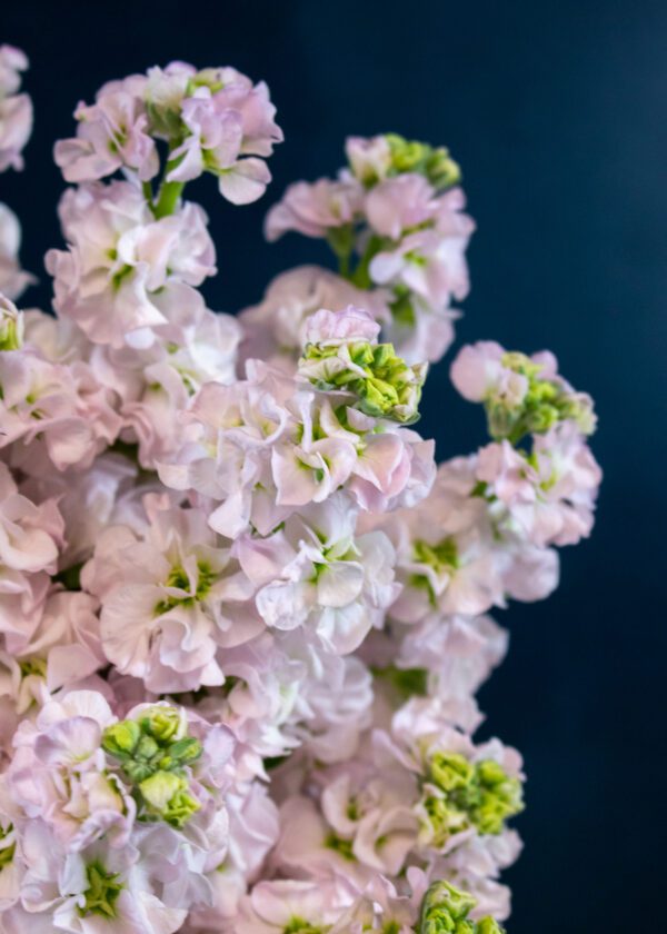 Stock Bouquet