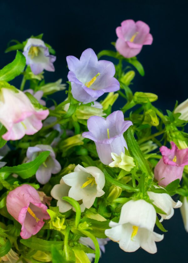 Campanula Bouquet