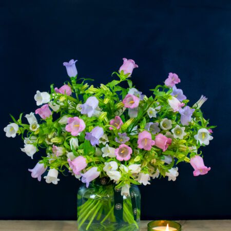 Campanula Bouquet