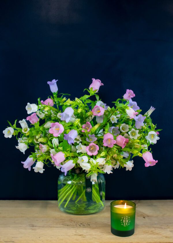 Campanula Bouquet