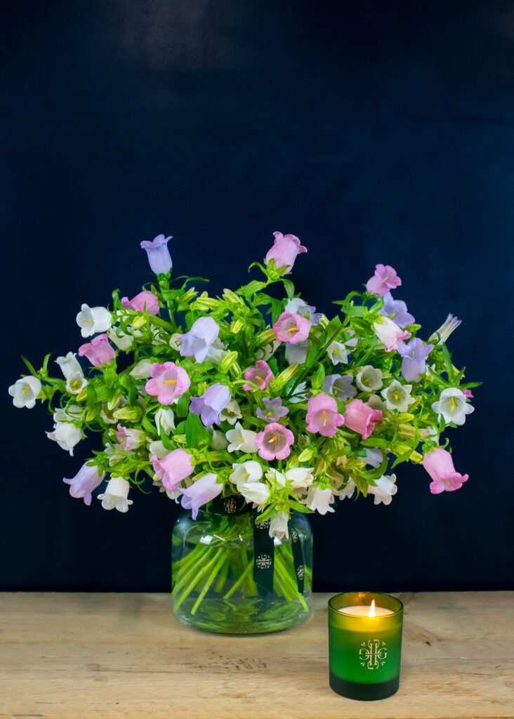Campanula Bouquet