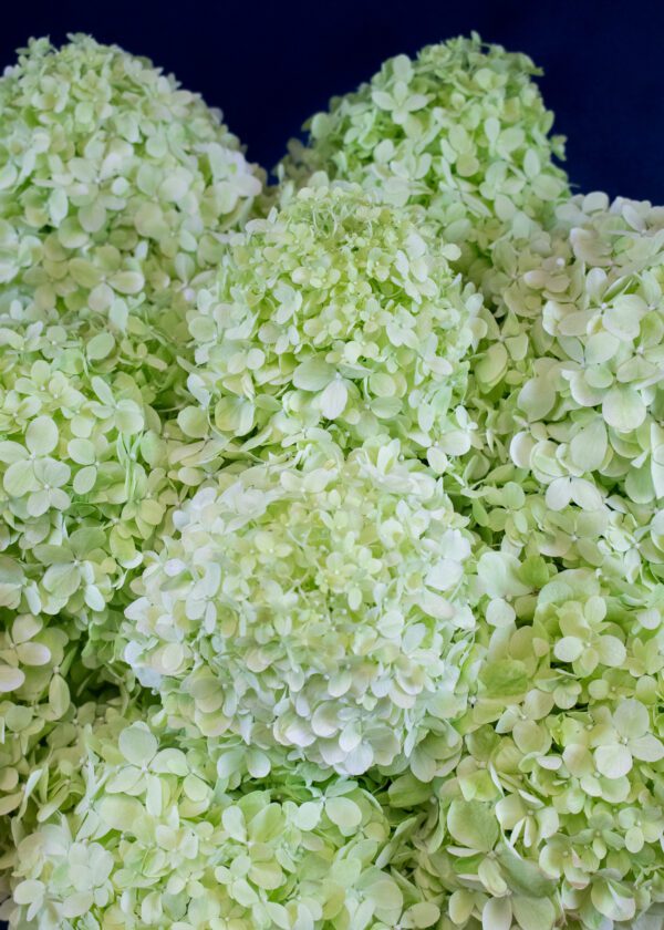 Hydrangea bouquet