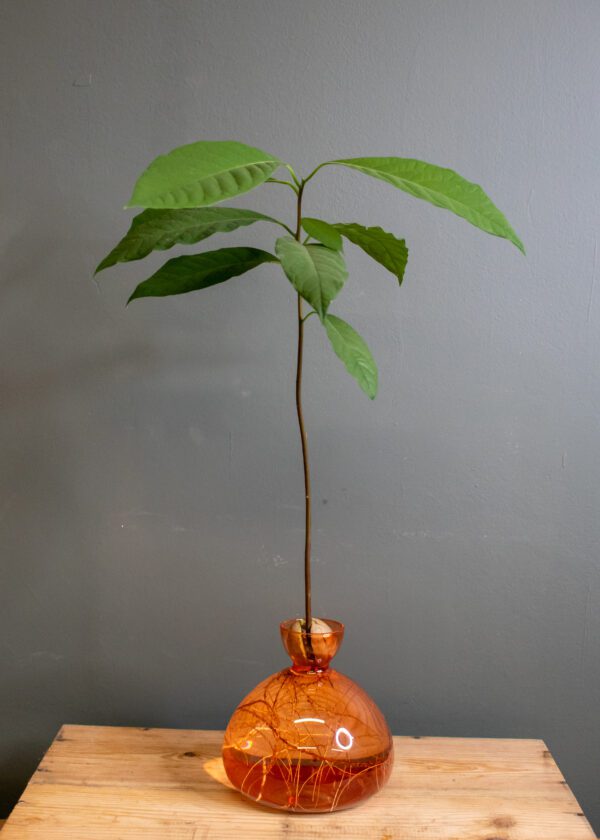 Avocado Vase