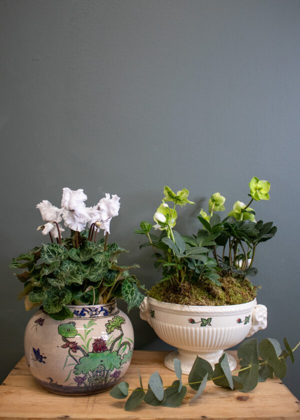 Vintage planted arrangement