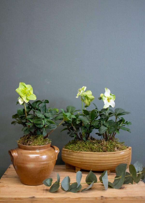 Vintage planted arrangement